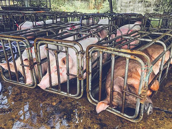 Pig-pen. Horrible conditions for animals. 